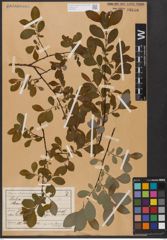 Foto von Salix aurita L.